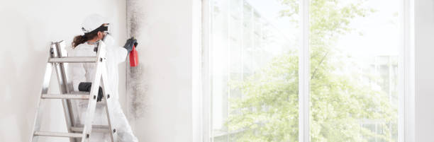 Best Mold Damage Restoration  in Web, AL